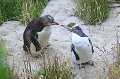 Yellow-eyed Penguin